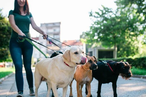 [ẢNH] Những công việc lạ lùng nhưng có thu nhập rất cao trên thế giới