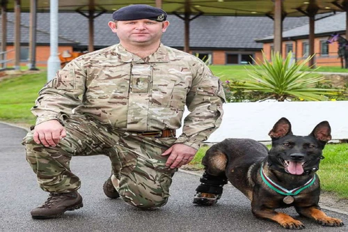 Chú chó quân đội Anh được trao tặng huân chương cao quý