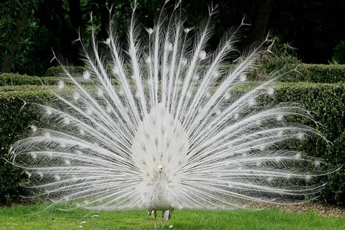 [ẢNH] Những động vật bị bạch tạng quý hiếm