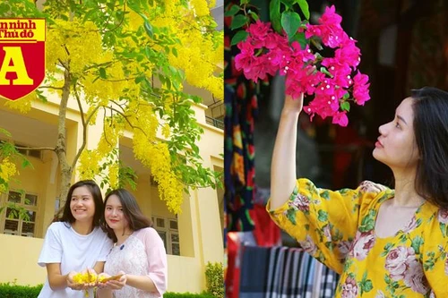 [ẢNH] Rạo rực hoa tháng 3: TP.HCM kèn hồng rực rỡ - Hội An hoa giấy rợp trời - Hà Nội muồng hoàng yến ‘thế chỗ’ hoa ban