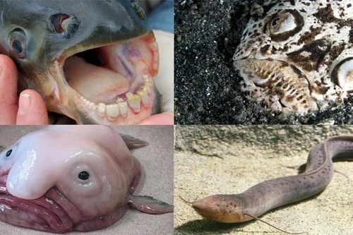 [ẢNH] Khám phá những loài cá kỳ dị nhất hành tinh 