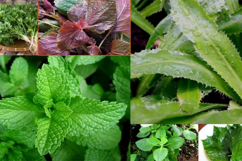 [ẢNH] Những lưu ý có lợi cho sức khỏe khi ăn rau sống 