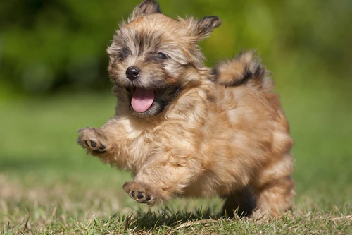 [ẢNH] Top những loài chó nhỏ đáng yêu nhất thế giới