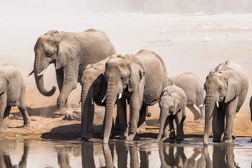 [ẢNH] Những loài vật có khả năng 'dự đoán' thiên tai và bệnh tật