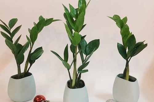 [ẢNH] Những loại cây cảnh nên trồng trong nhà khi thời tiết chuyển lạnh