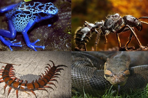 [ẢNH] Top 5 sinh vật được mệnh danh là ‘sát thủ máu lạnh’ của vùng Amazon