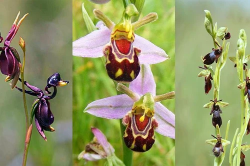 [ẢNH] Chiêm ngưỡng vẻ đẹp của những loài hoa lan mang hình dáng động vật