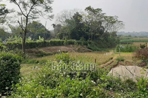 [Tin nhanh sáng 12-12-2020] Đôi nam nữ tử vong giữa cánh đồng