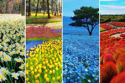 [ẢNH] ‘Lạc’ trong thiên đường hoa nở quanh năm tại Nhật Bản