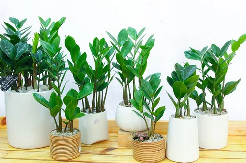 [ẢNH] Cảnh giác trước những loại cây cảnh đẹp nhưng lại ‘cực độc’