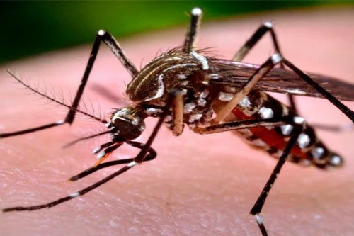 Những lưu ý quan trọng nhất định phải biết khi điều trị sốt xuất huyết tại nhà