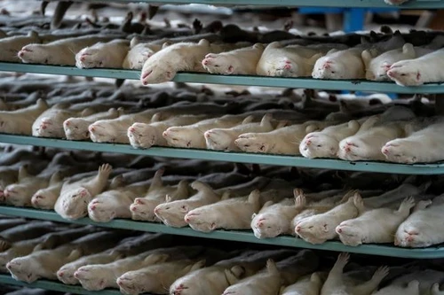 [ẢNH] Tìm thấy biến chủng của virus SARS CoV-2, 17 triệu con chồn đã bị tiêu hủy