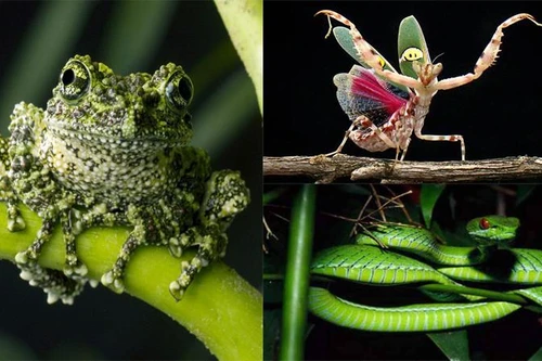 [ẢNH] Điểm danh những sinh vật kỳ dị xuất hiện tại Việt Nam