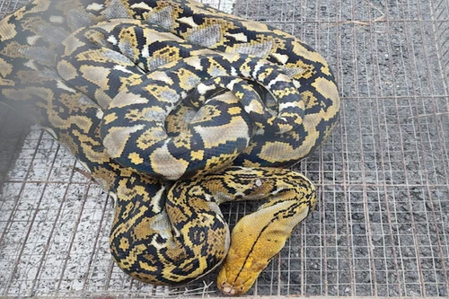 [Tin nhanh tối 23-9-2022] Trăn gấm dài 2m bò vào trường học ở TP.HCM