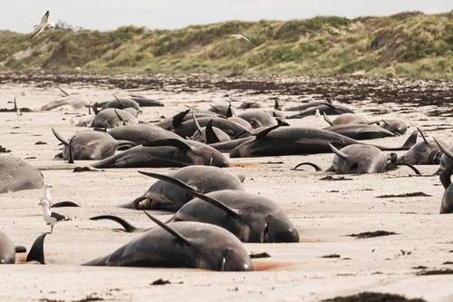 Kỳ lạ: Gần 100 con cá voi cùng mắc cạn ở New Zealand