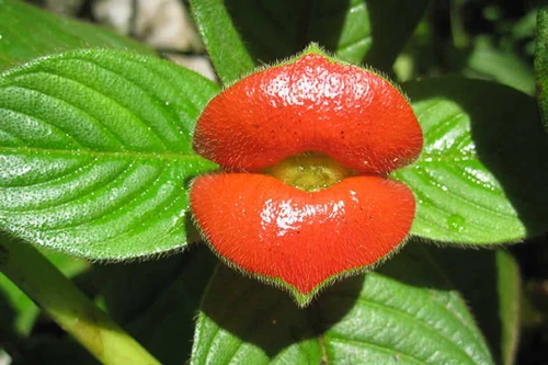 [ẢNH] Top 10 loài hoa kỳ lạ gây sửng sốt nhất thế giới