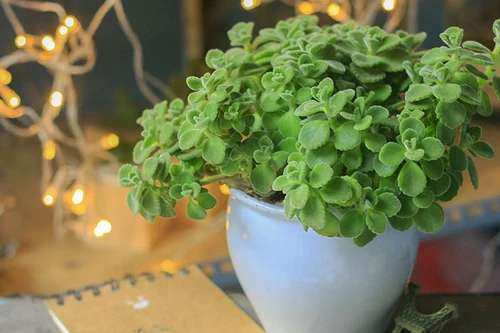 [ẢNH] Những loại cây xanh tuyệt vời nên trồng trong phòng ngủ