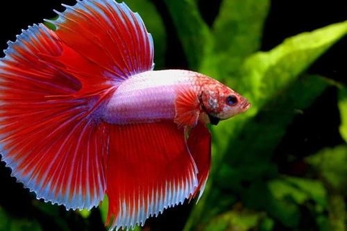 [ẢNH] Top 6 loài cá sở hữu khả năng đặc biệt đến khó tin