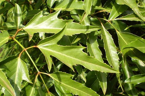 [ẢNH] Những loài cây chữa bệnh ‘nhất định phải có’ trong vườn nhà bạn