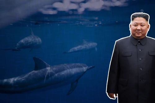 Triều Tiên đang huấn luyện cá heo cho mục đích quân sự?