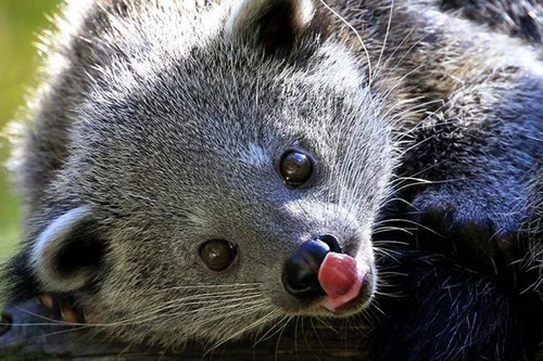 [ẢNH] Những loài động vật có khả năng ‘tỏa hương’ ngọt ngào