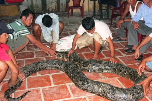 Kiểm lâm Sóc Trăng tịch thu con trăn “khủng” gần 80kg