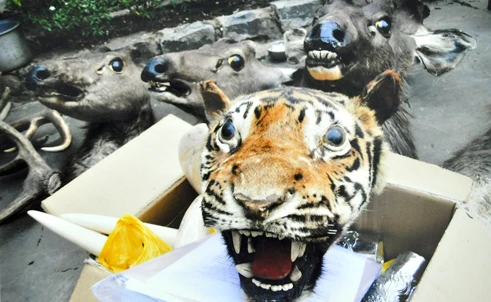 Đường dây buôn bán động vật quý hiếm dạng “khủng”