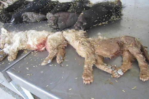 Phát hiện xác hổ và gấu con trong hầm xe khách