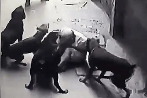 Hoảng sợ vụ 4 con chó dữ lao vào cắn xé chủ ở Hà Nội