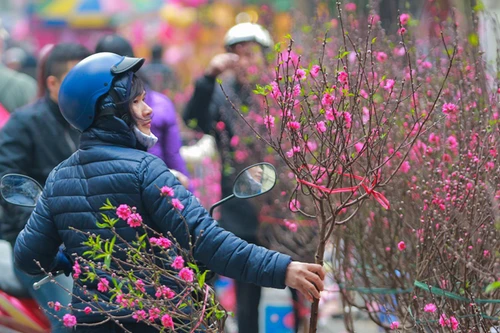 Đào Nhật Tân bung hoa xuống phố