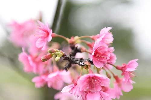 Anh đào Nhật Bản nở hoa, rực rỡ khoe sắc tại Hà Nội