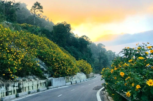 Lên điểm cao nhất ở Hà Nội, ngắm sắc dã quỳ đang độ bung tràn 