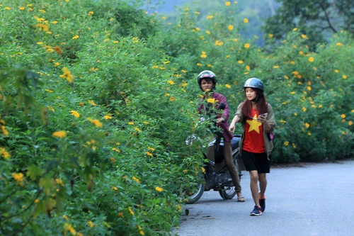 Lên Vườn quốc gia Ba Vì check-in cùng hoa dã quỳ