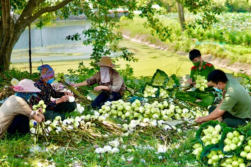 Tình quân dân trên những đầm sen trắng