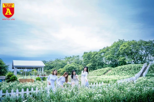 Giới trẻ Hà Nội đua nhau chụp ảnh với cúc họa mi đầu mùa