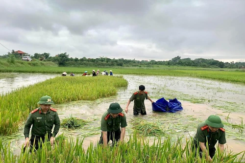 Áo xanh - cầu vai đỏ ngâm mình trong biển nước, cứu lúa giúp người dân