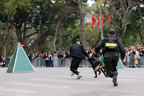 Video: Xem cảnh khuyển tấn công, truy bắt tội phạm