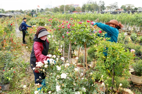 Người dân Mê Linh tất bật vào vụ hoa Tết