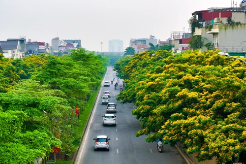 Hà Nội đẹp dịu dàng mùa hoa giáng hương