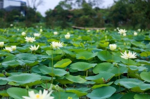 Ngắm đầm sen trắng tinh khôi khoe sắc ở nội thành Hà Nội