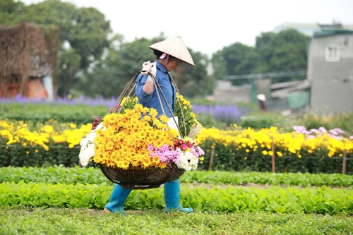 Những hình ảnh đẹp về làng hoa Khương Hạ