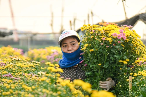Làng hoa Tây Tựu tất bật vào vụ Tết 