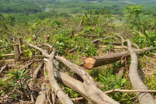  Bắt tạm giam nguyên Phó giám đốc Sở Nông nghiệp và Phát triển nông thôn Bến Tre 