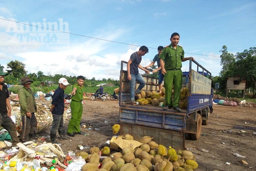 Tiêu huỷ 1.400kg sầu riêng nhúng hoá chất