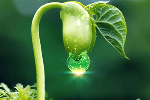 Tác hại của tinh chất mầm đậu nành là không có thật