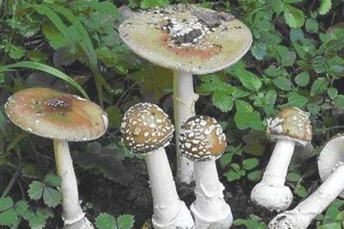 Cả nhà 6 người nguy kịch sau khi ăn nấm hái trong rừng