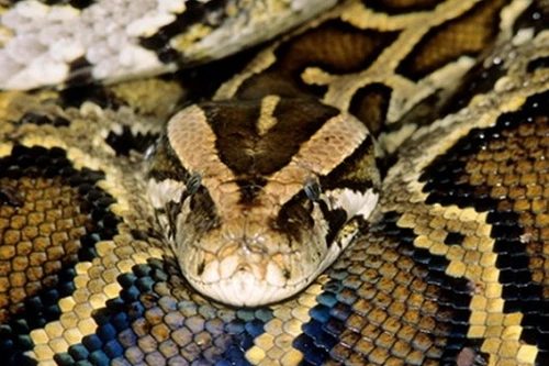 Trăn tham lam nuốt chửng con mồi và cái kết bất ngờ