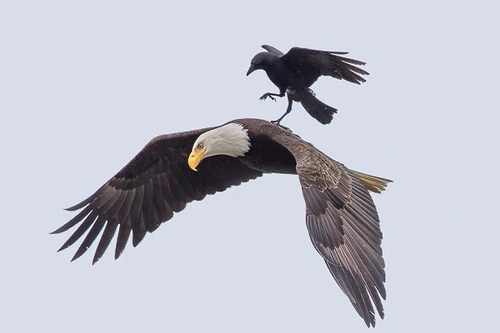 Quạ đen cưỡi đại bàng đi săn?
