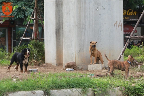 Chó thả rông ở Hà Nội, chủ nuôi sẽ bị phạt