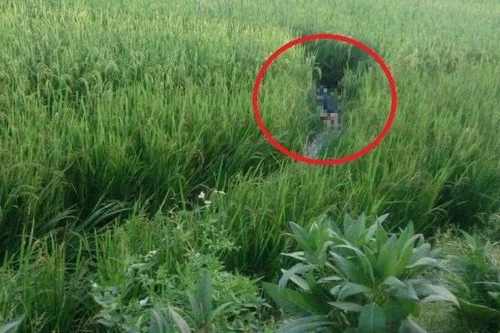 Giăng điện bẫy chuột ở ruộng lúa khiến một nam thanh niên tử vong